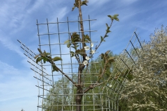 Landschap-inrichting-hoogstamfruit-2